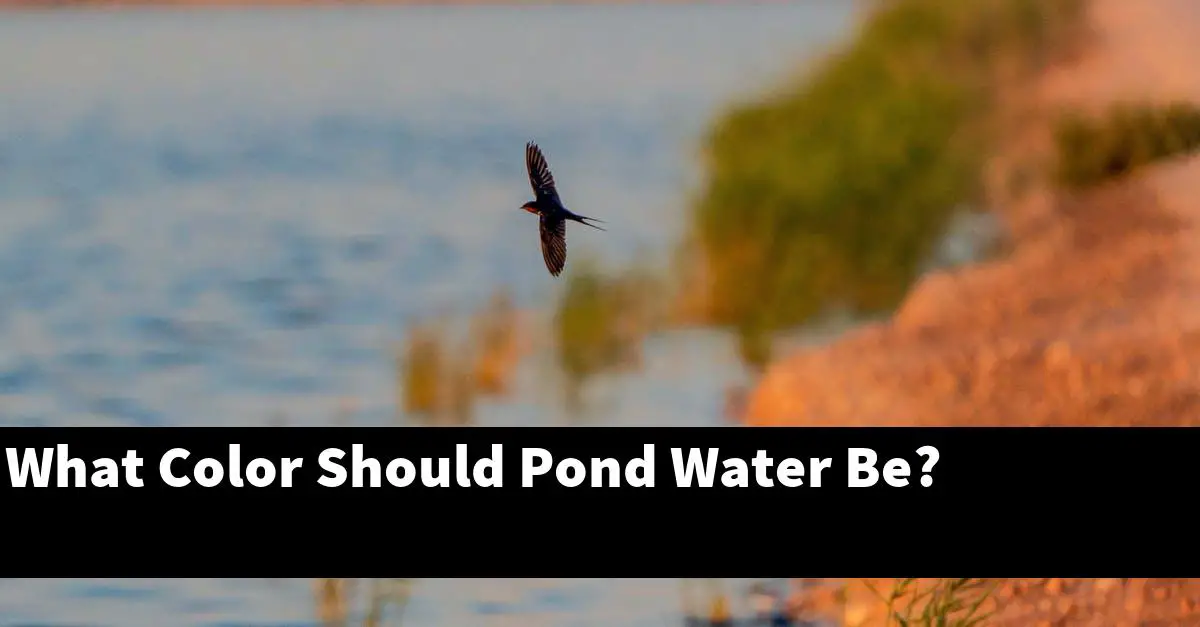 What Color Should Pond Water Be?