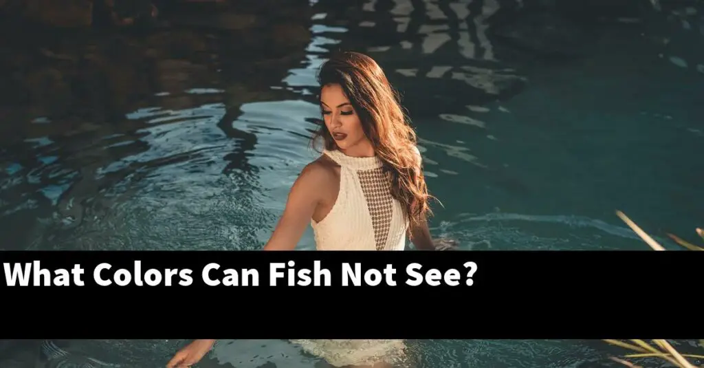 What Colors Can Fish Not See? [2024 Guide] Gold Koi Fish