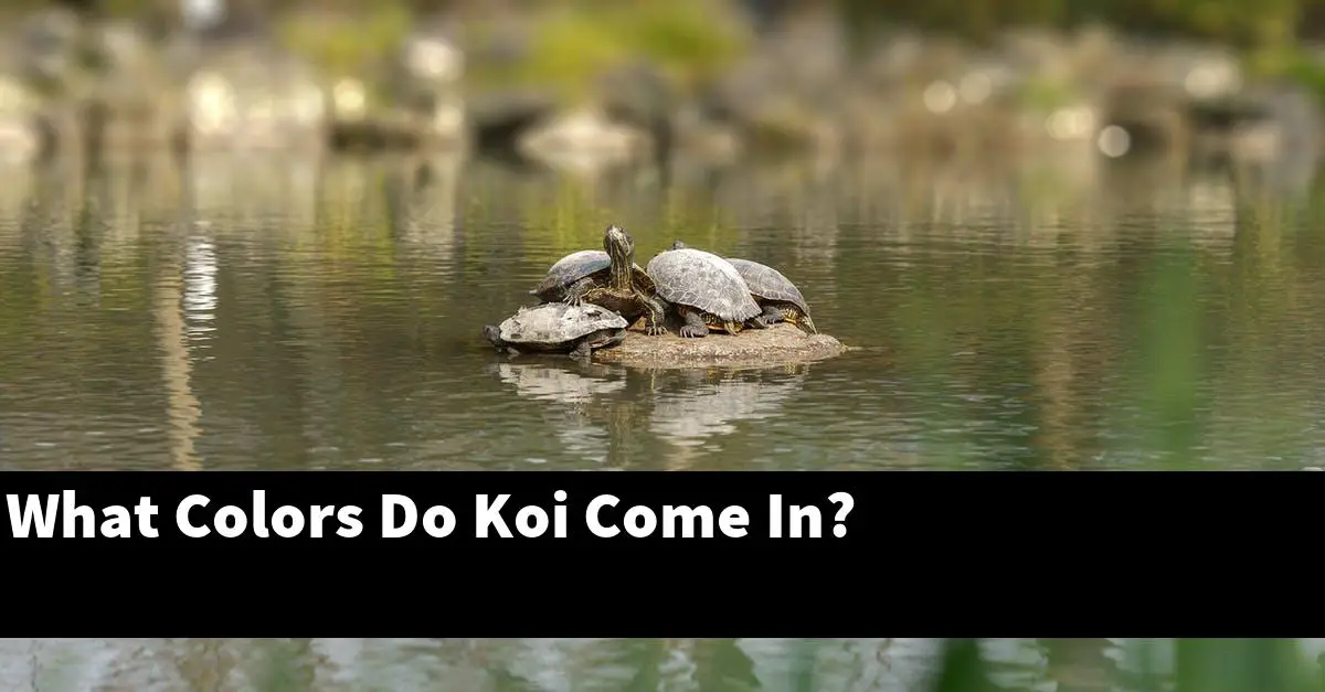 What Colors Do Koi Come In?