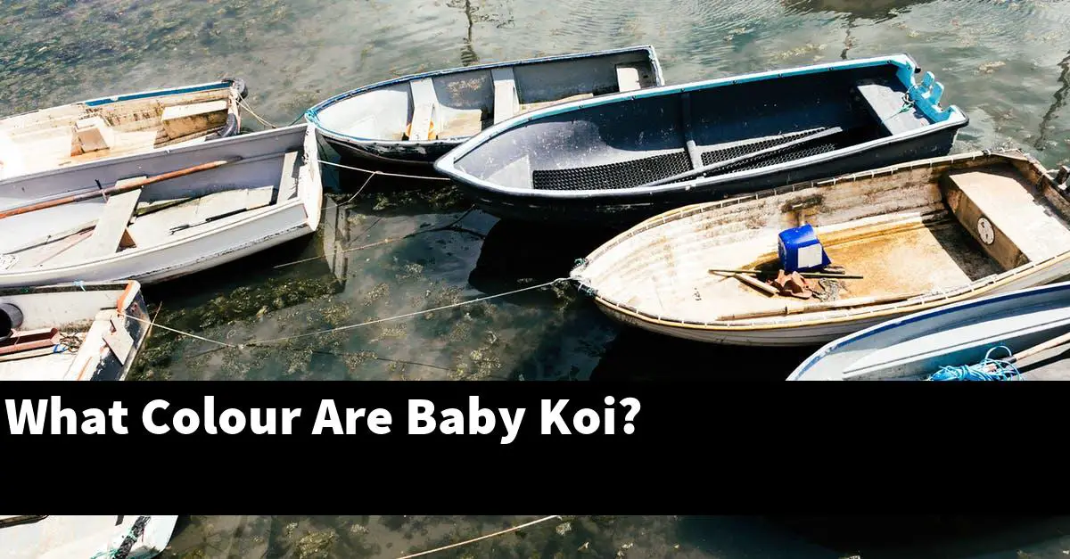 What Colour Are Baby Koi?