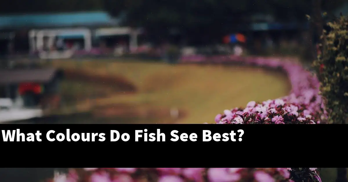 What Colours Do Fish See Best?