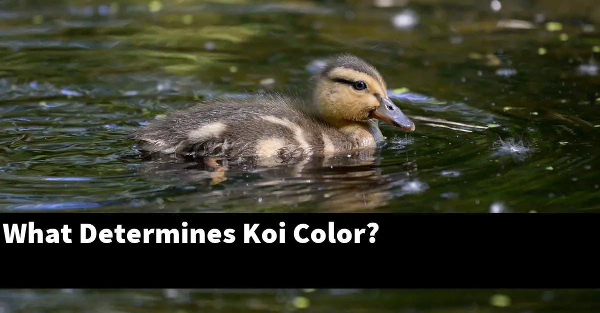 What Determines Koi Color?