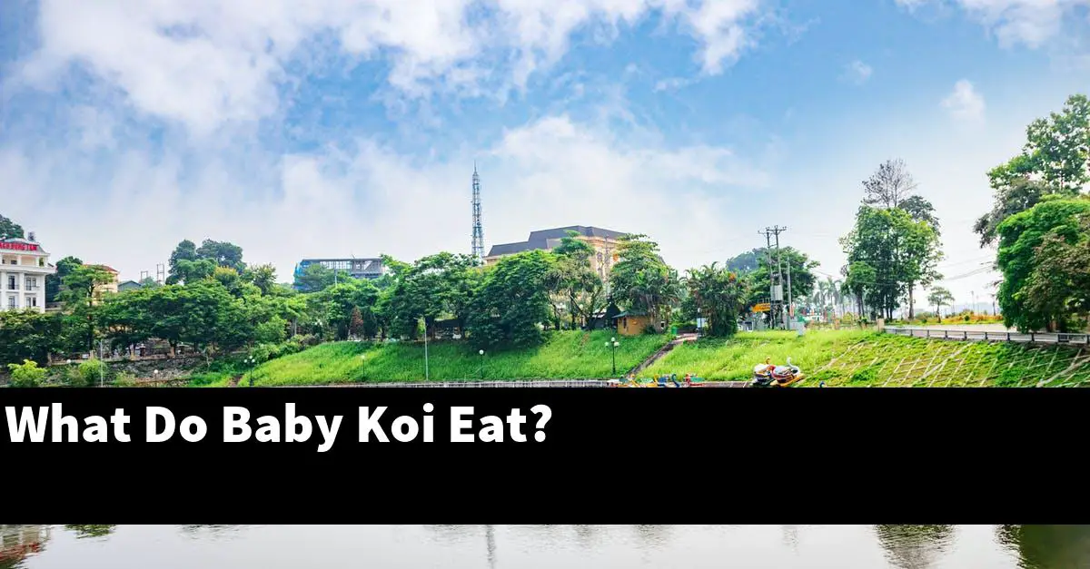 What Do Baby Koi Eat?