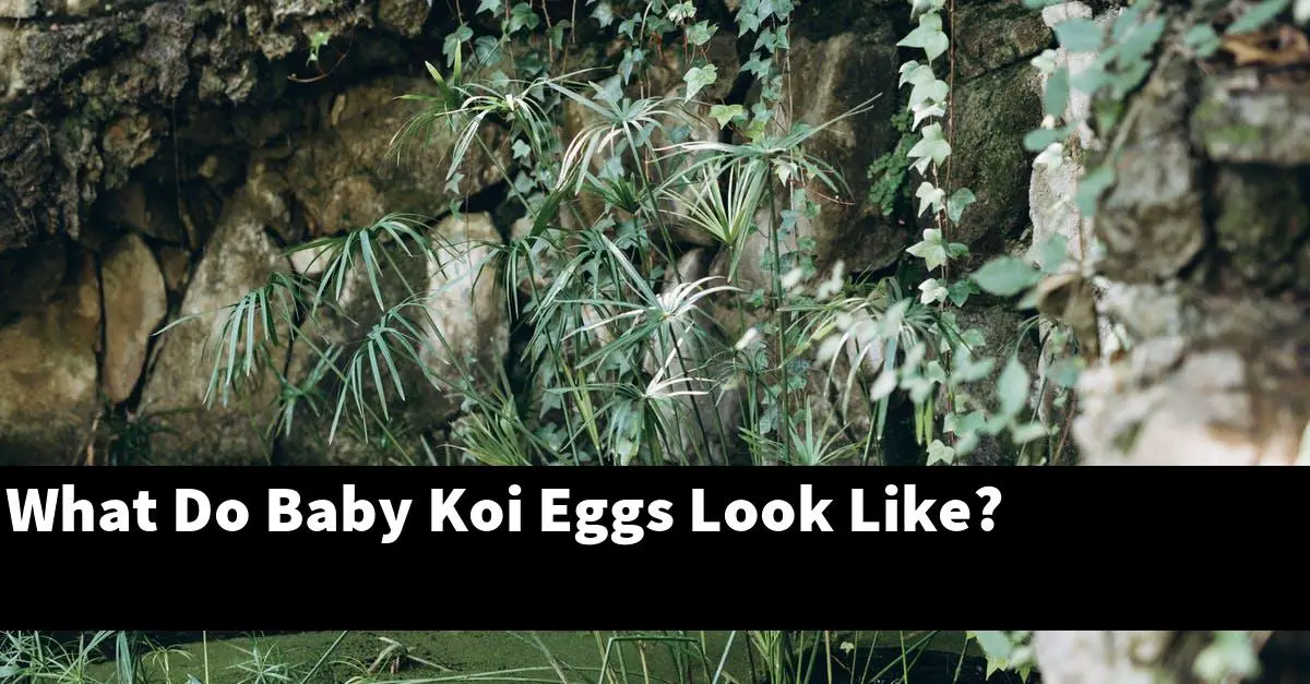 What Do Baby Koi Eggs Look Like?