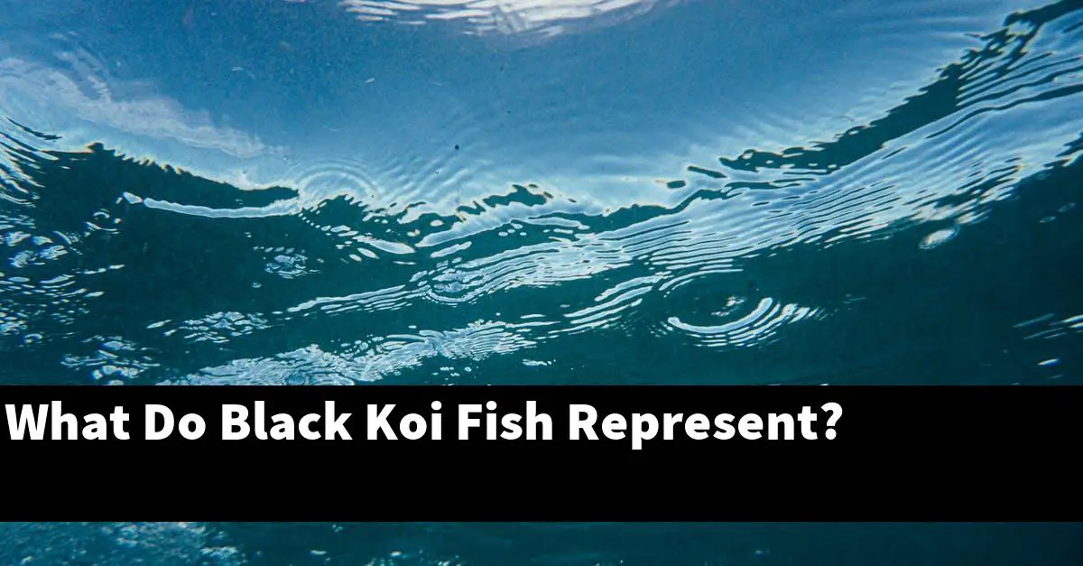 What Do Black Koi Fish Represent?