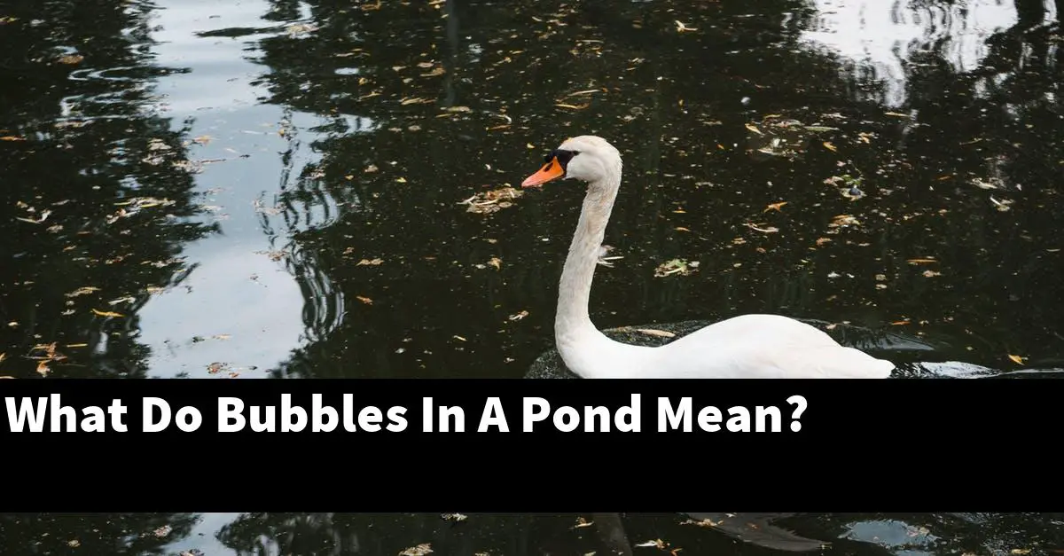 What Do Bubbles In A Pond Mean?