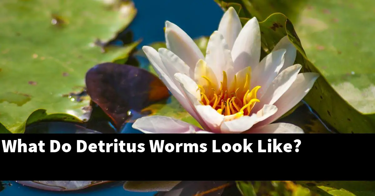 What Do Detritus Worms Look Like?