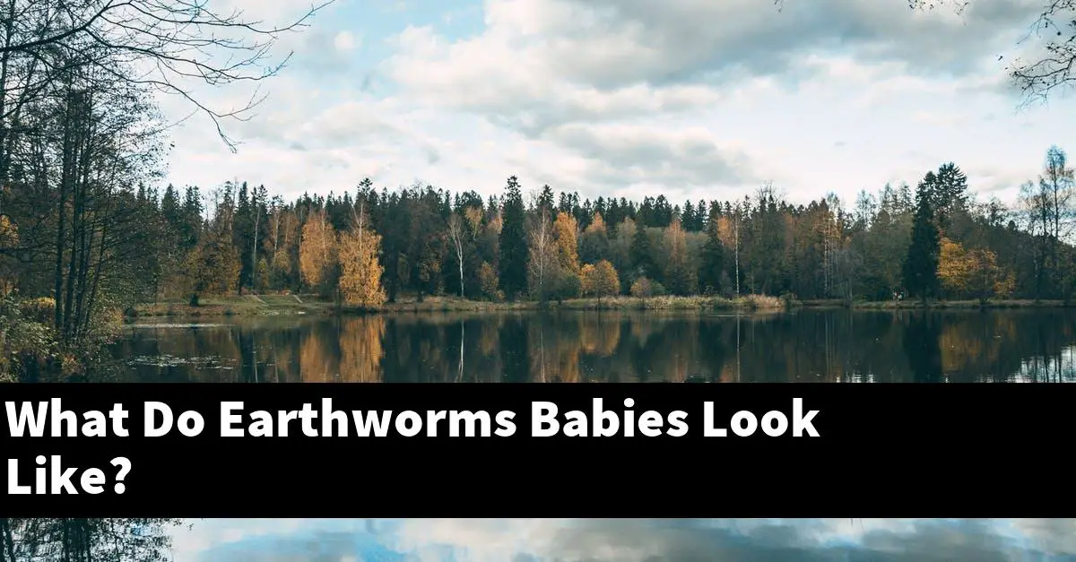 What Do Earthworms Babies Look Like?