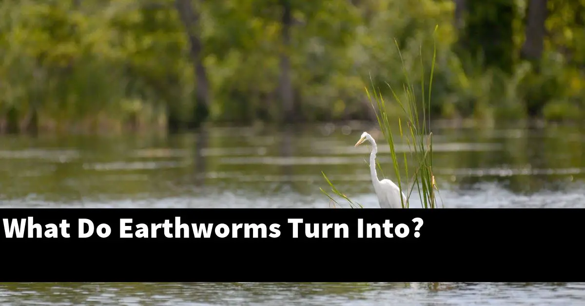 What Do Earthworms Turn Into?