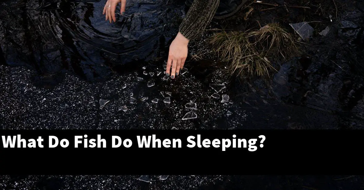 What Do Fish Do When Sleeping?