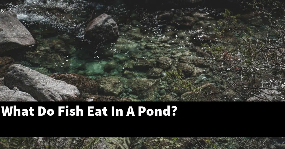 What Do Fish Eat In A Pond?