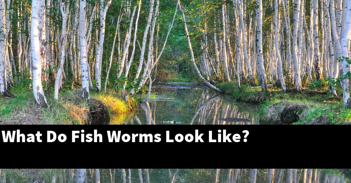 What Do Fish Worms Look Like?