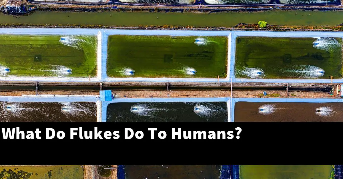 What Do Flukes Do To Humans?