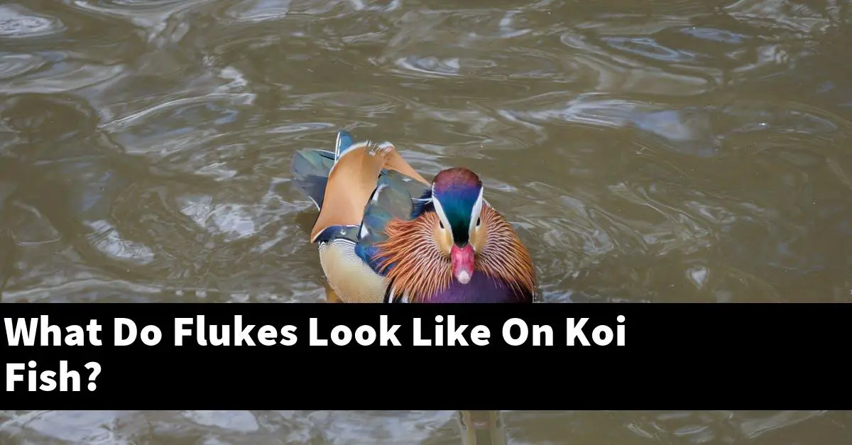 What Do Flukes Look Like On Koi Fish?