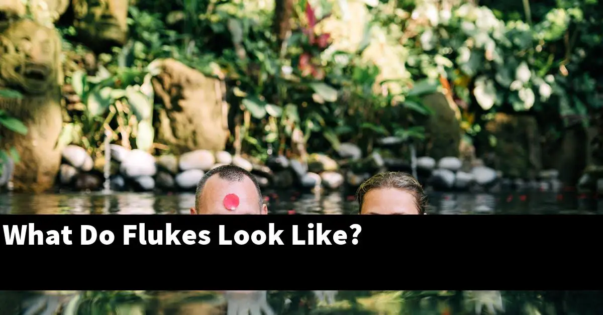 What Do Flukes Look Like?