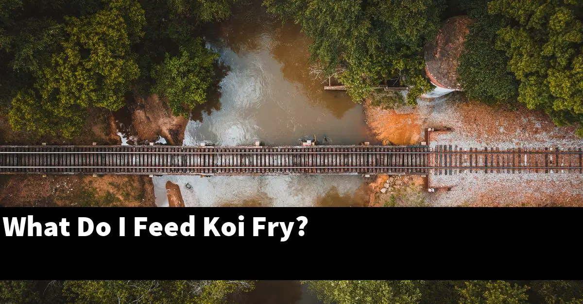 What Do I Feed Koi Fry?