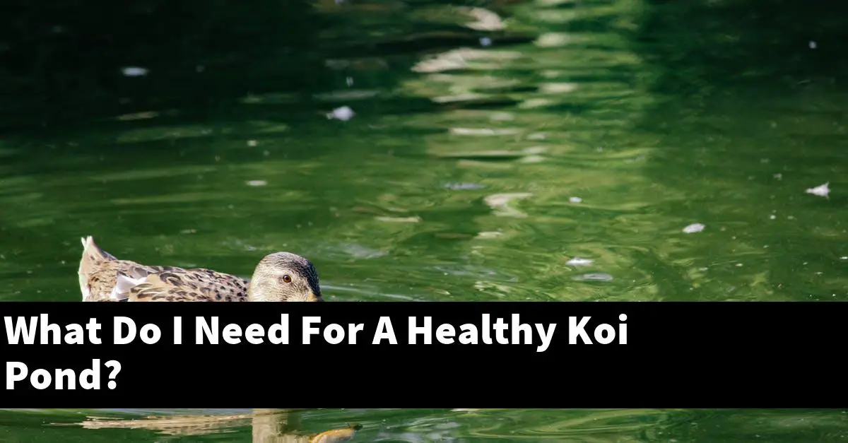What Do I Need For A Healthy Koi Pond?