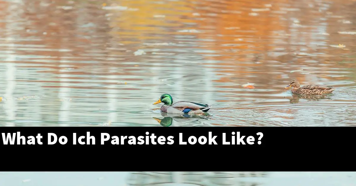 What Do Ich Parasites Look Like?