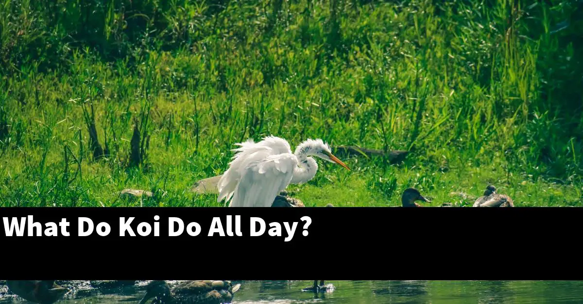 What Do Koi Do All Day?