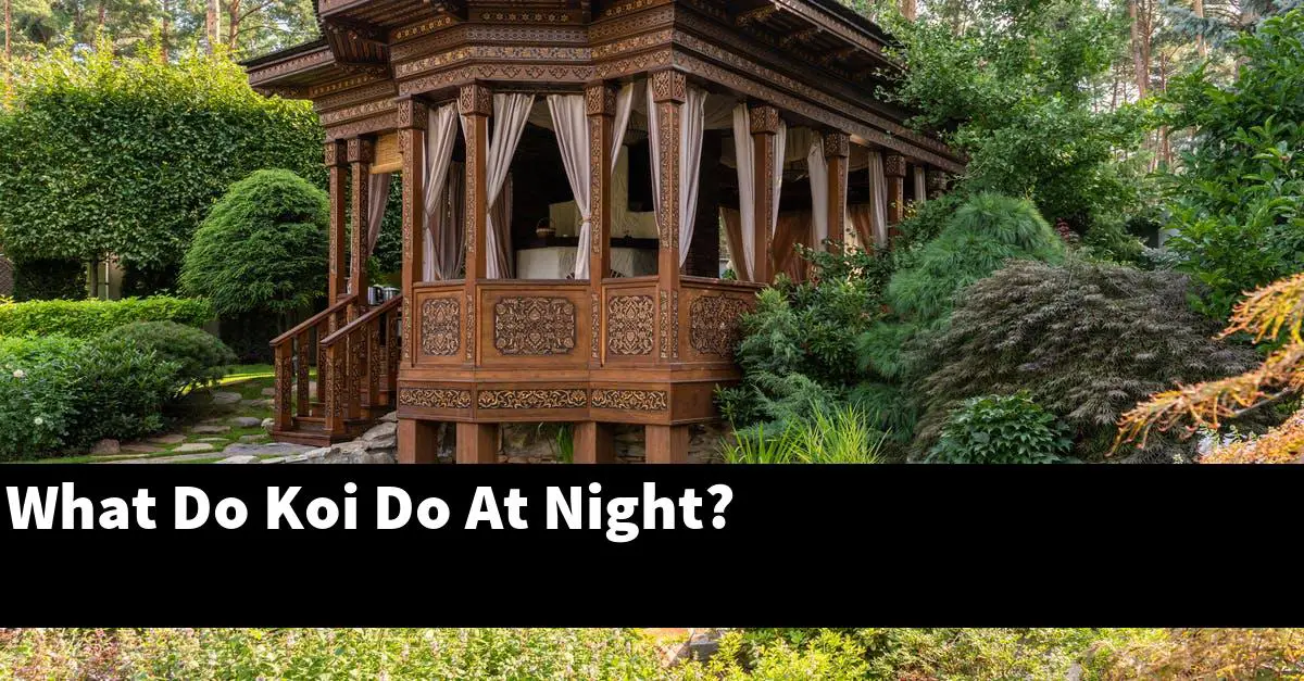 What Do Koi Do At Night?
