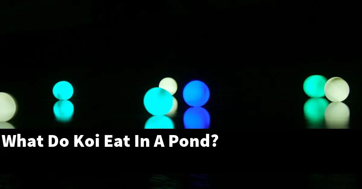 What Do Koi Eat In A Pond?