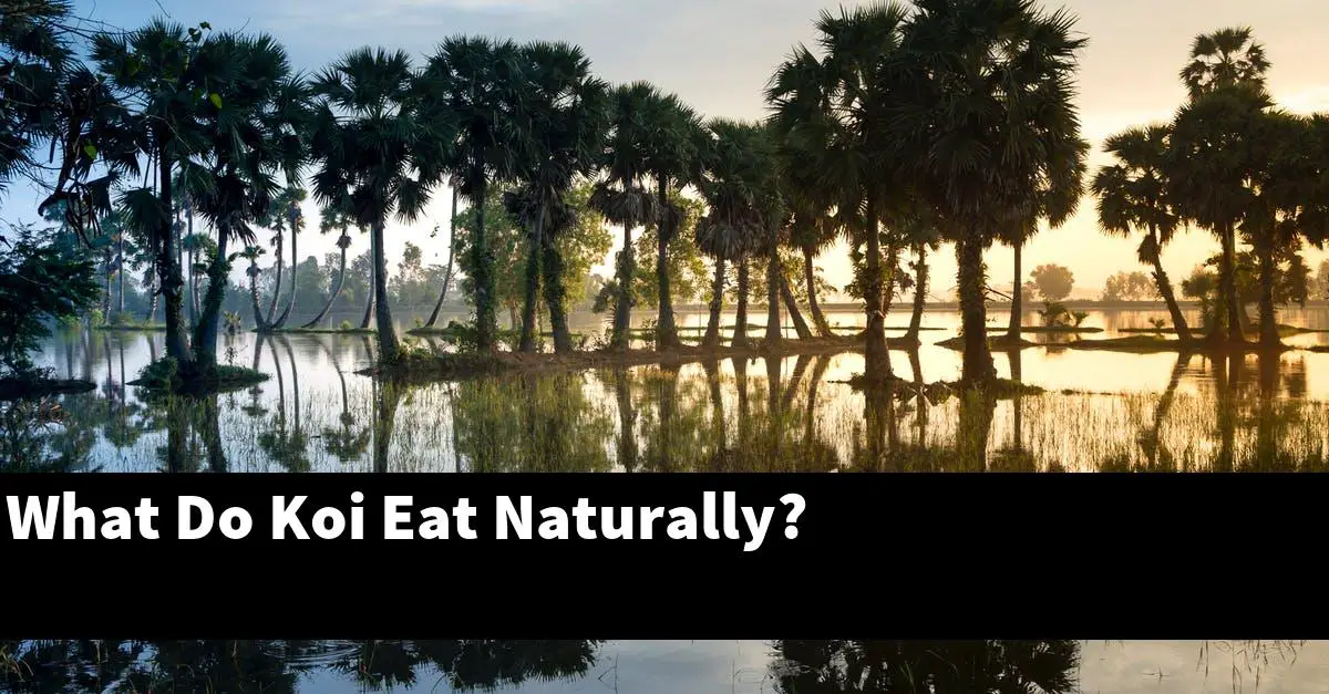 What Do Koi Eat Naturally?
