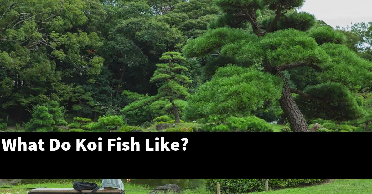 What Do Koi Fish Like?