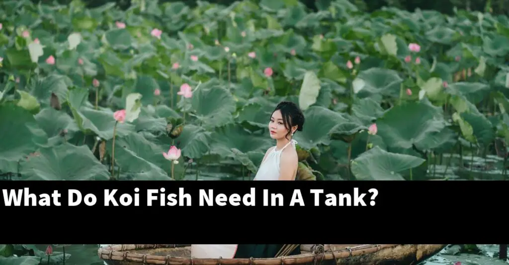 What Do Koi Fish Need In A Tank? [2023 Guide] Gold Koi Fish