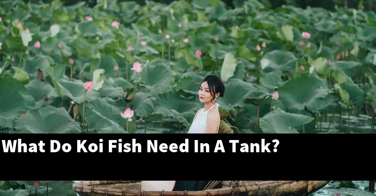 What Do Koi Fish Need In A Tank?