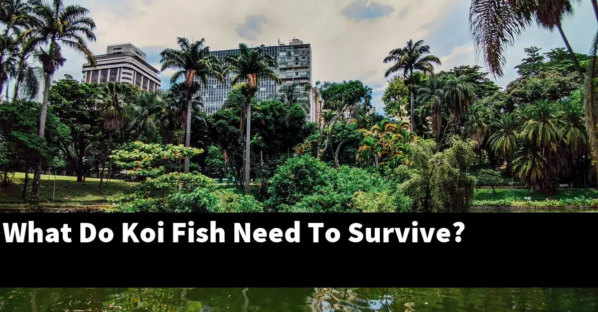 What Do Koi Fish Need To Survive?