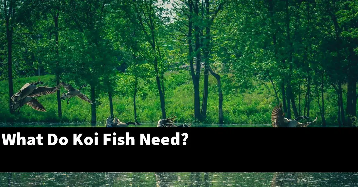 What Do Koi Fish Need?