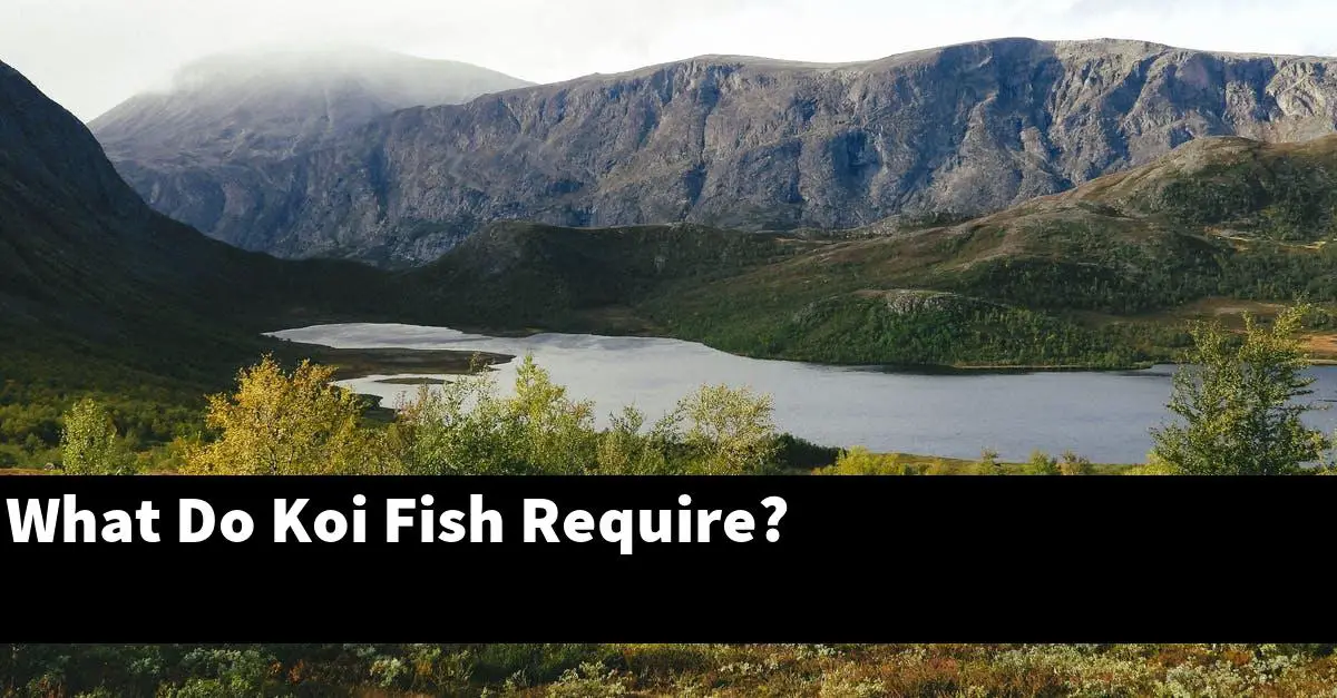 What Do Koi Fish Require?