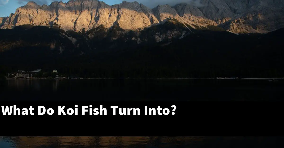 What Do Koi Fish Turn Into?