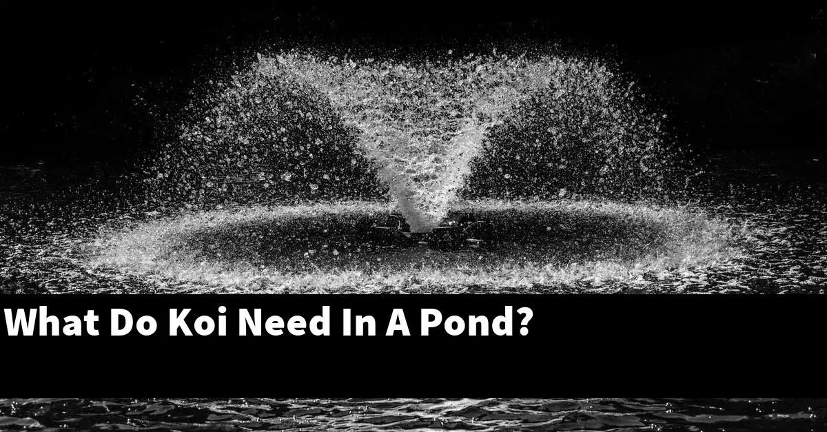 What Do Koi Need In A Pond?