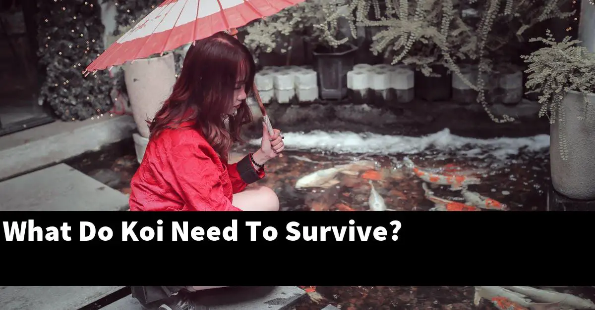 What Do Koi Need To Survive?