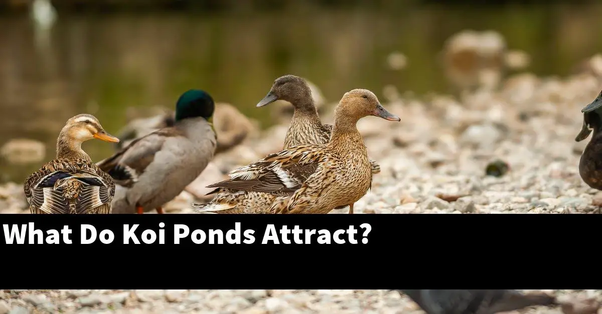 What Do Koi Ponds Attract?