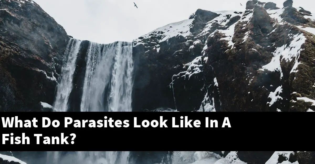 What Do Parasites Look Like In A Fish Tank?