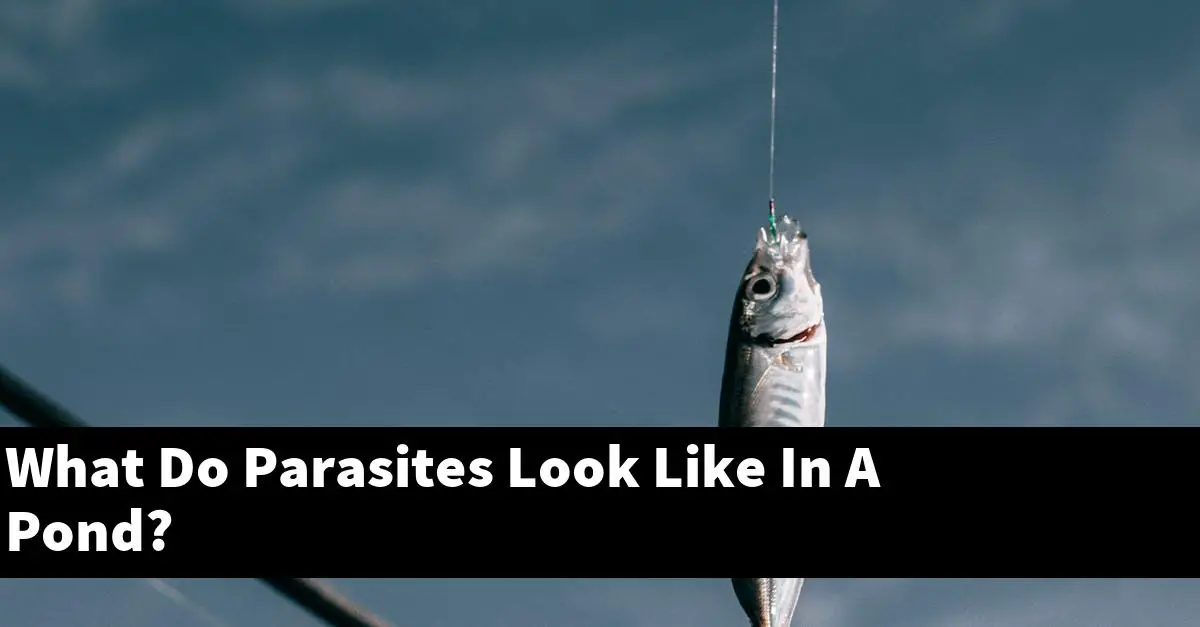 What Do Parasites Look Like In A Pond?