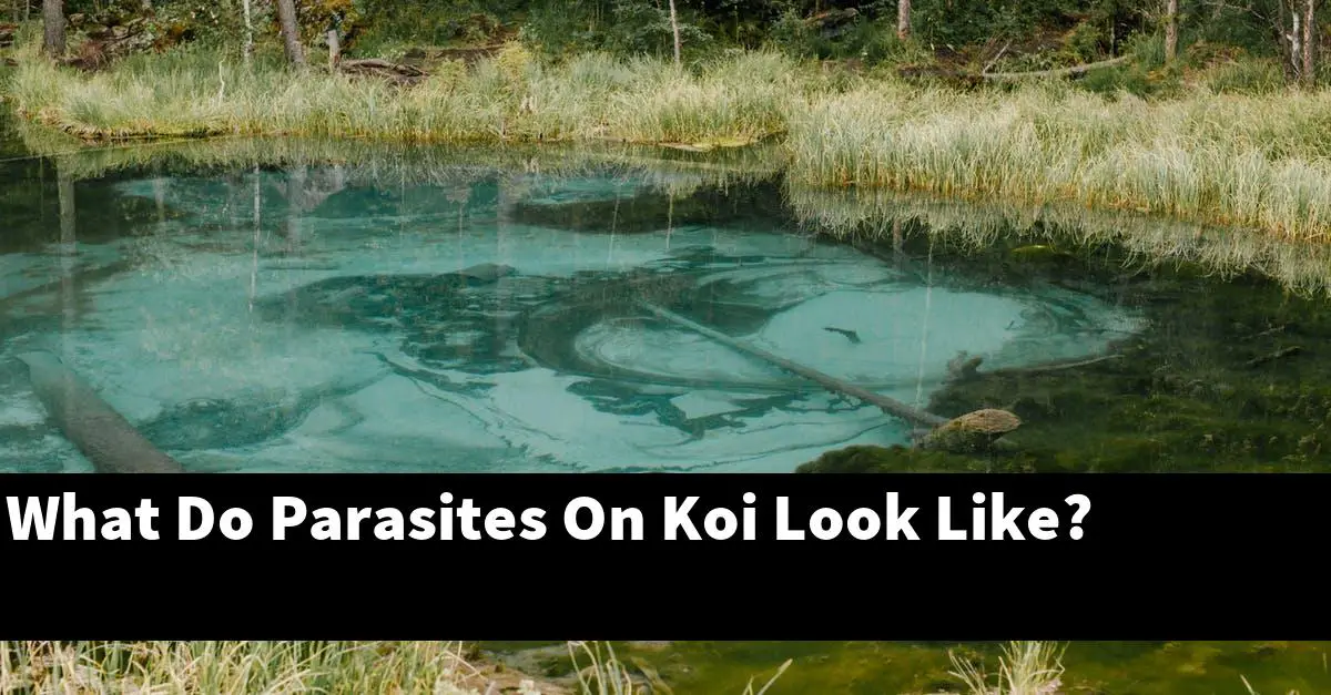 What Do Parasites On Koi Look Like?