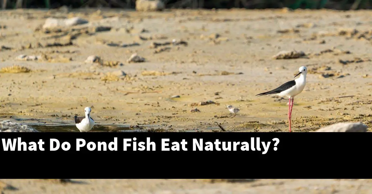 What Do Pond Fish Eat Naturally?