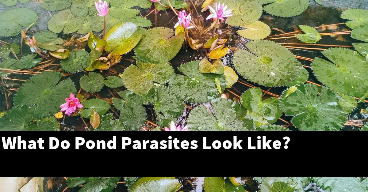 What Do Pond Parasites Look Like?