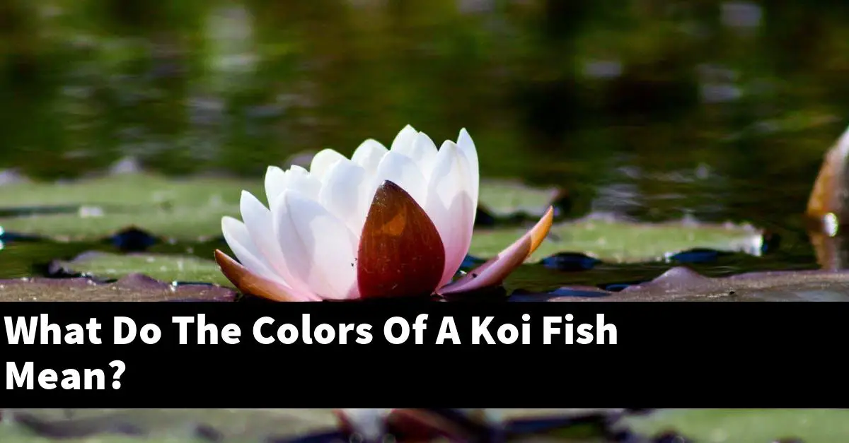 What Do The Colors Of A Koi Fish Mean?