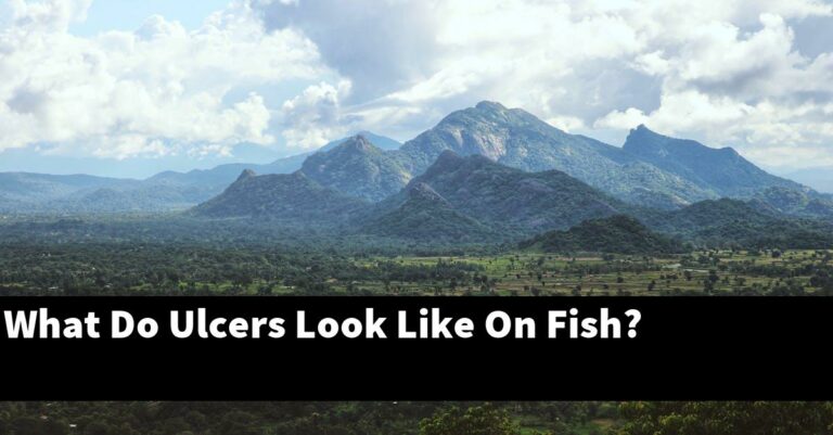 What Do Ulcers Look Like On Fish? [2026 Guide] - Gold Koi Fish