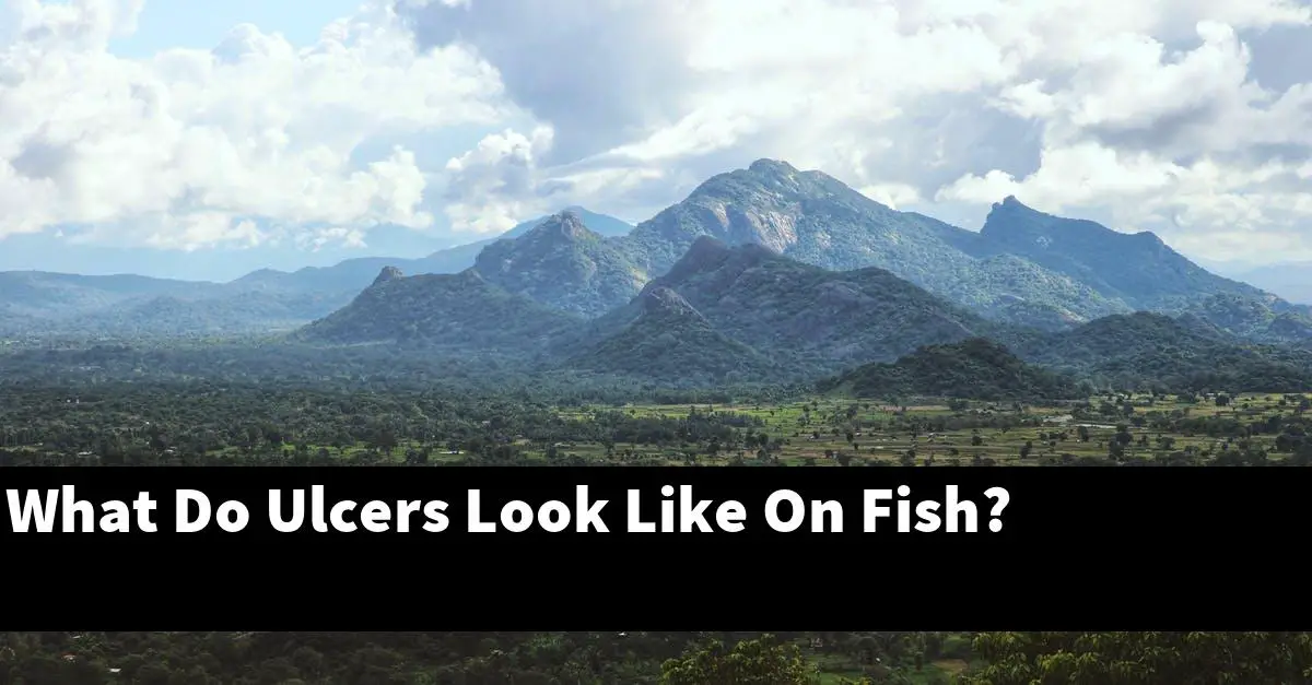 What Do Ulcers Look Like On Fish?