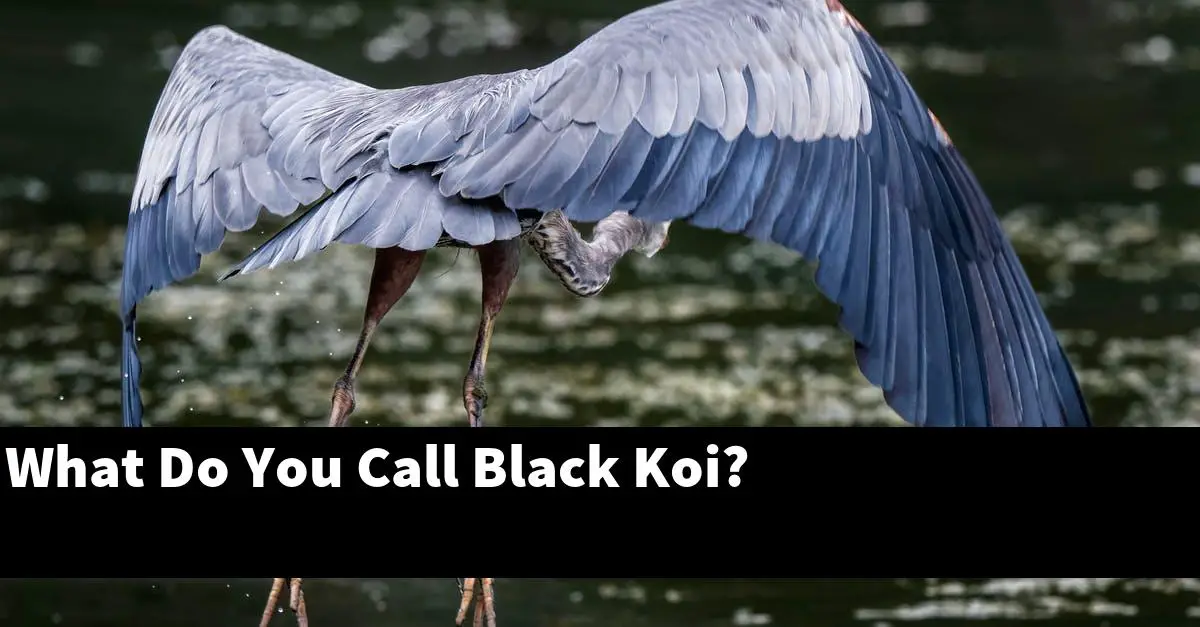 What Do You Call Black Koi?