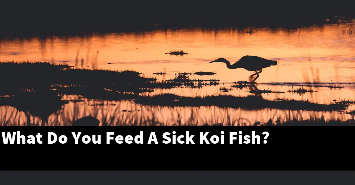 What Do You Feed A Sick Koi Fish?