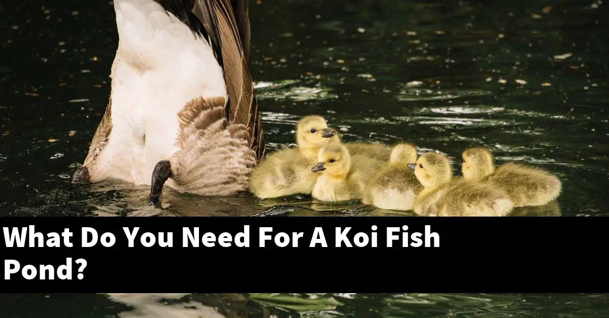 What Do You Need For A Koi Fish Pond?