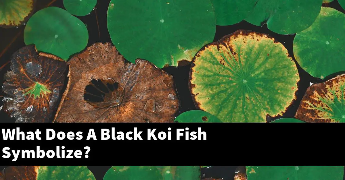 What Does A Black Koi Fish Symbolize?