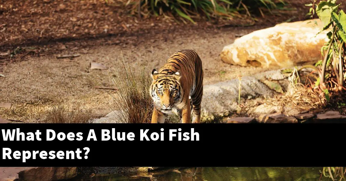 What Does A Blue Koi Fish Represent?