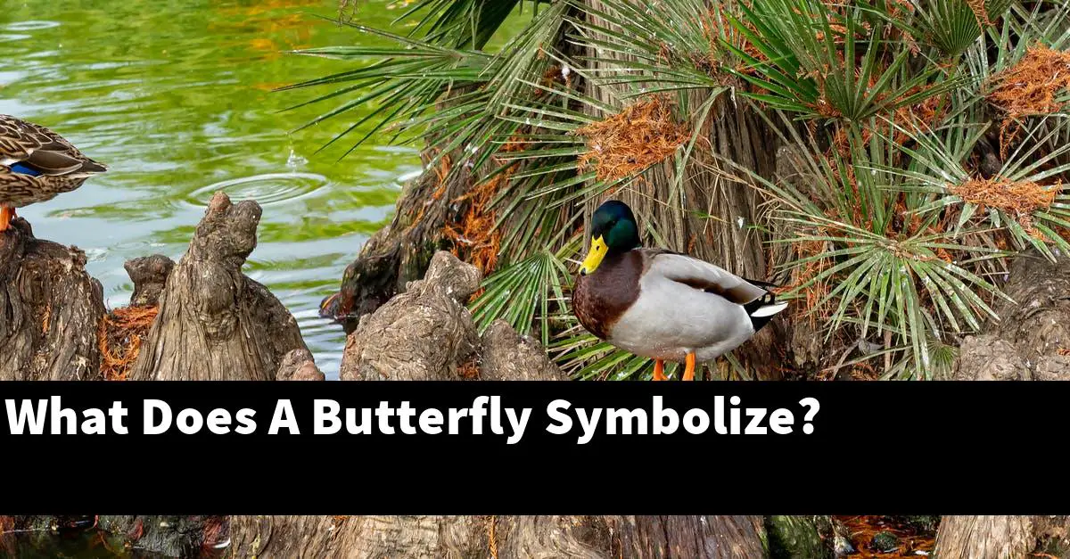 What Does A Butterfly Symbolize?